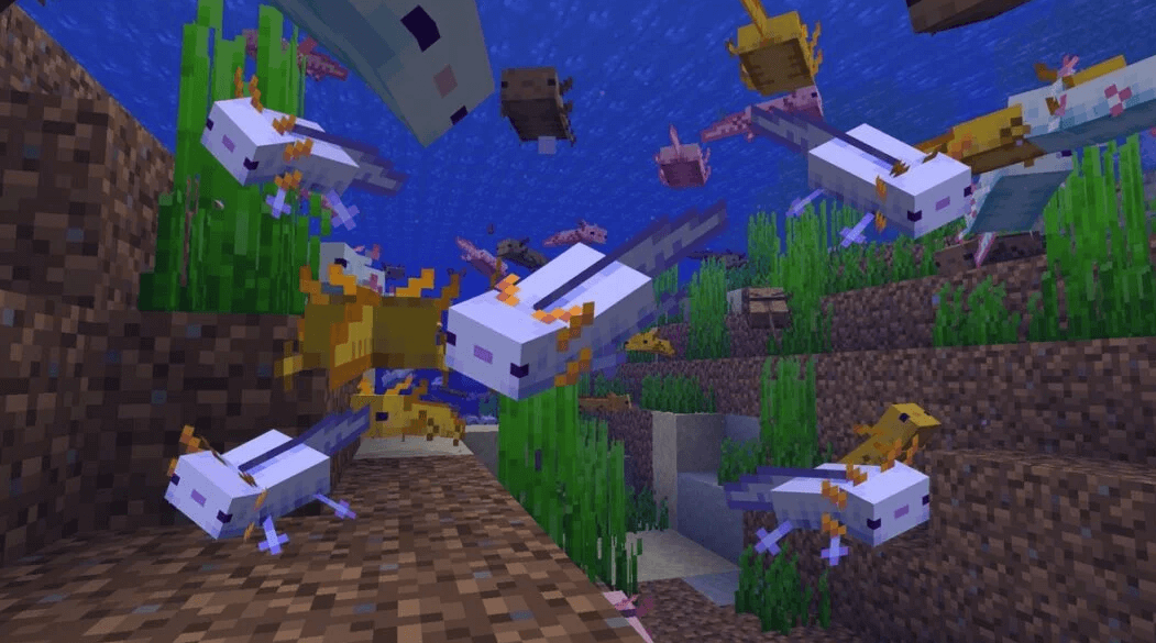 blue axolotls in Minecraft